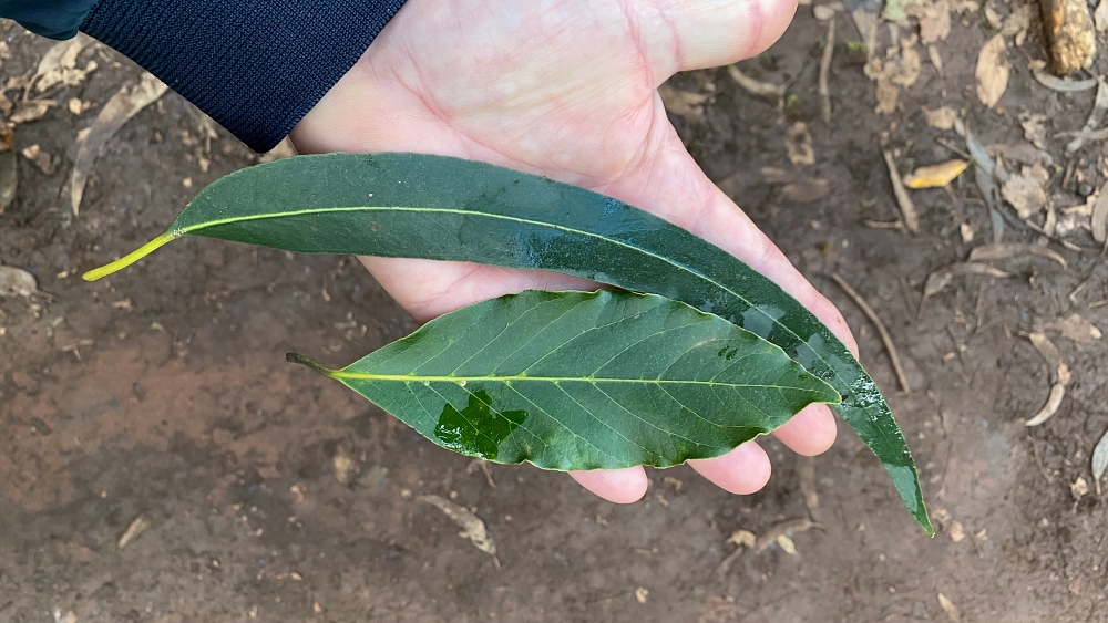 Lorbeer und Eukalyptus. Für alle, die Räuchern lieben, ist Madeira ein echtes Paradies: Auf dieser atlantischen Insel wachsen Lorbeer- und Eukalyptusbäume oft direkt nebeneinander – und das hat nicht nur botanisch, sondern auch aromatisch seinen ganz besonderen Reiz. Lorbeer und Eukalyptus Allgemein Für alle, die Räuchern lieben, ist Madeira ein echtes Paradies: Auf dieser atlantischen Insel wachsen Lorbeer- und Eukalyptusbäume oft direkt nebeneinander – und das hat nicht nur botanisch, sondern auch aromatisch seinen ganz besonderen Reiz.