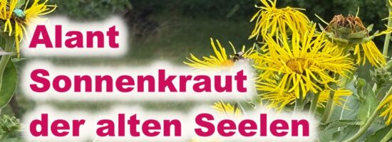 Alant – Sonnenkraut
