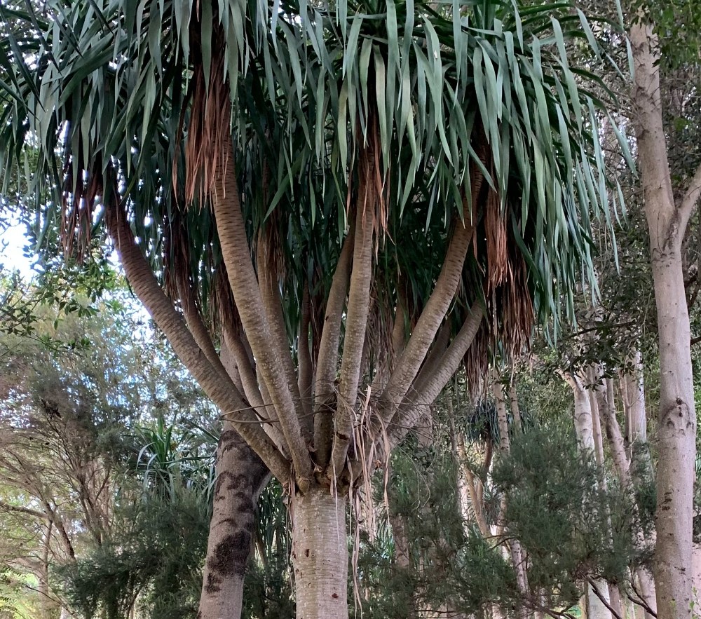 Drachenbaum & Drachenblut – Magie aus Madeira. Der Drachenbaum (Dracaena draco) ist eine faszinierende Pflanze, die vor allem auf der Insel Madeira in ihrer ganzen majestätischen Schönheit zu finden ist. Seine knorrigen Äste und das dichte Blattwerk wirken beinahe wie aus einer anderen Welt – kraftvoll, archaisch, mystisch. Drachenbaum & Drachenblut – Magie aus Madeira Wandern-Touren Der Drachenbaum (Dracaena draco) ist eine faszinierende Pflanze, die vor allem auf der Insel Madeira in ihrer ganzen majestätischen Schönheit zu finden ist. Seine knorrigen Äste und das dichte Blattwerk wirken beinahe wie aus einer anderen Welt – kraftvoll, archaisch, mystisch.