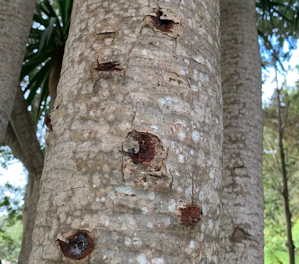 Drachenbaum & Drachenblut – Magie aus Madeira. Der Drachenbaum (Dracaena draco) ist eine faszinierende Pflanze, die vor allem auf der Insel Madeira in ihrer ganzen majestätischen Schönheit zu finden ist. Seine knorrigen Äste und das dichte Blattwerk wirken beinahe wie aus einer anderen Welt – kraftvoll, archaisch, mystisch. Drachenbaum & Drachenblut – Magie aus Madeira Wandern-Touren Der Drachenbaum (Dracaena draco) ist eine faszinierende Pflanze, die vor allem auf der Insel Madeira in ihrer ganzen majestätischen Schönheit zu finden ist. Seine knorrigen Äste und das dichte Blattwerk wirken beinahe wie aus einer anderen Welt – kraftvoll, archaisch, mystisch.
