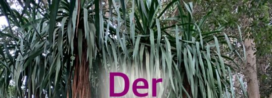 Drachenbaum & Drachenblut – Magie aus Madeira